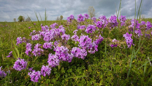 Purple flowers bloom on a grass-covered landscape under a partly cloudy sky.