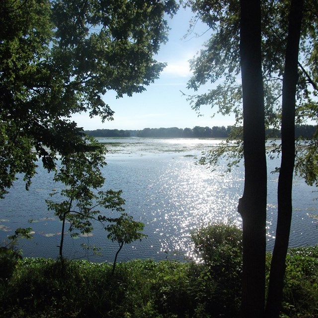 The view of a lake sparkling in the sun through the trees of a forest. 