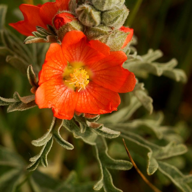 Closeup of an orange petaled flower with yellow center.