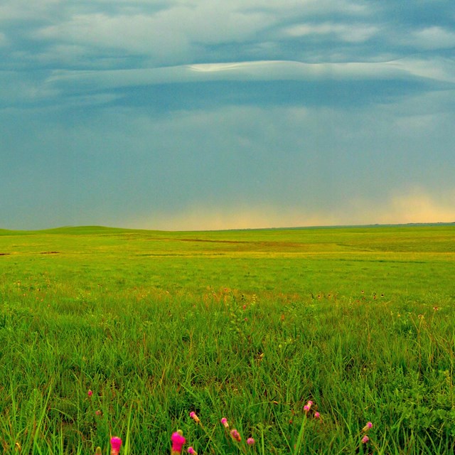 Large field of tallgrass and wildflowers in foreground with dark clouds overhead. 