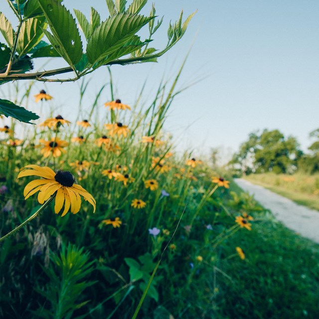 Yellow and blue wildflowers along a walking trail.