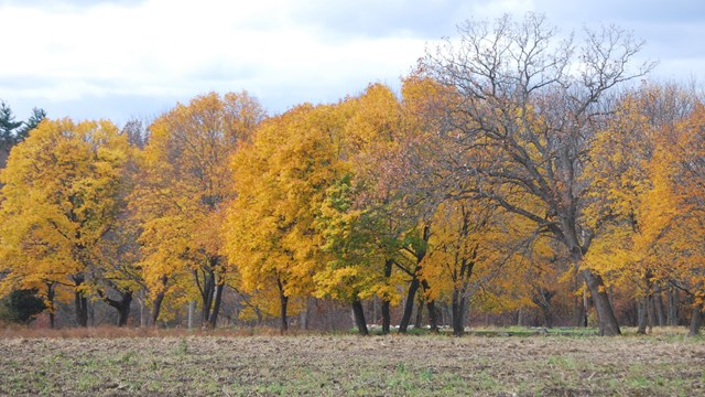 Historic farm fields at Minute Man NHP