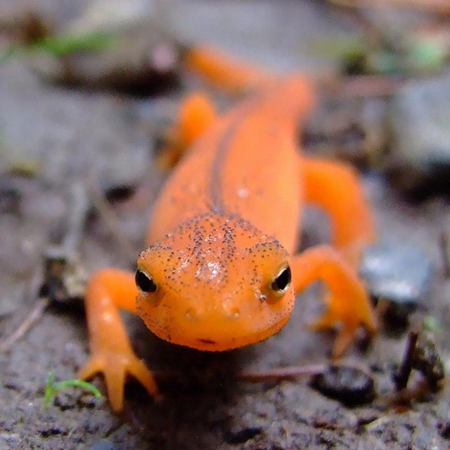 An Eastern Newt crawls on a dark forest floor.