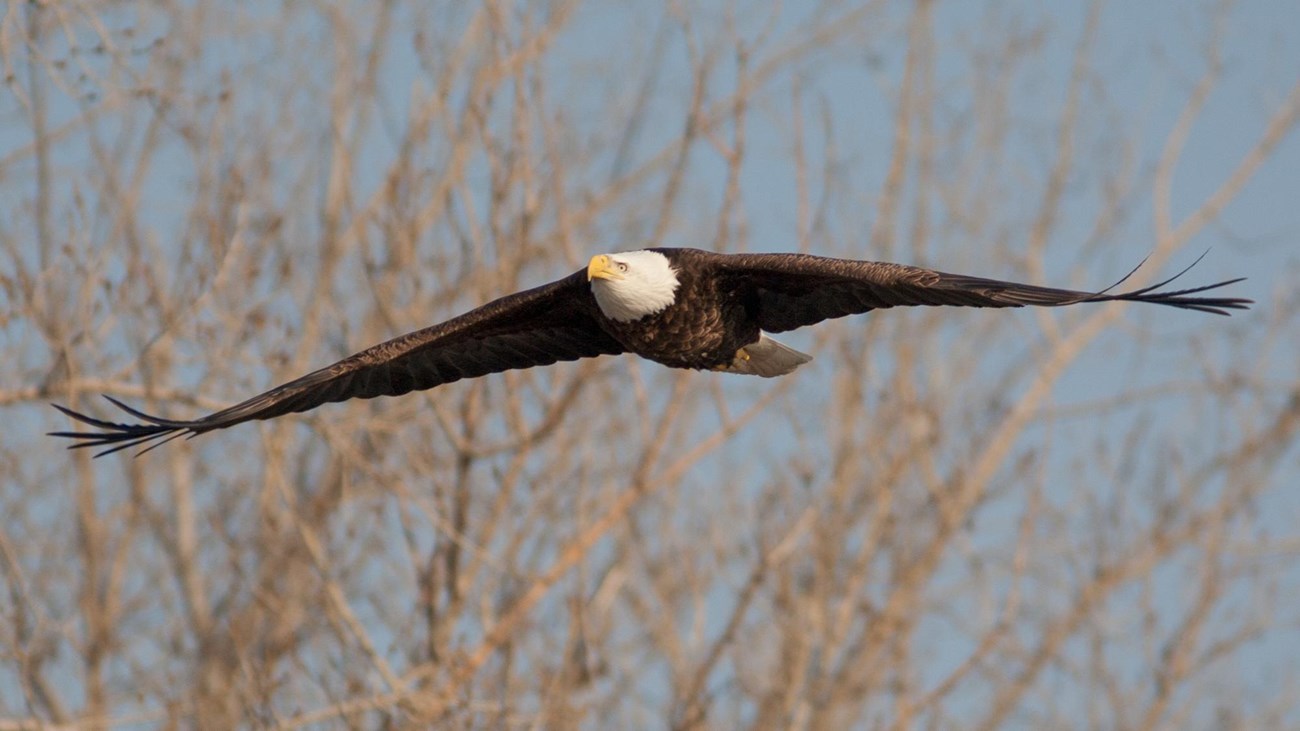 A bald eagle flies past leafless trees.