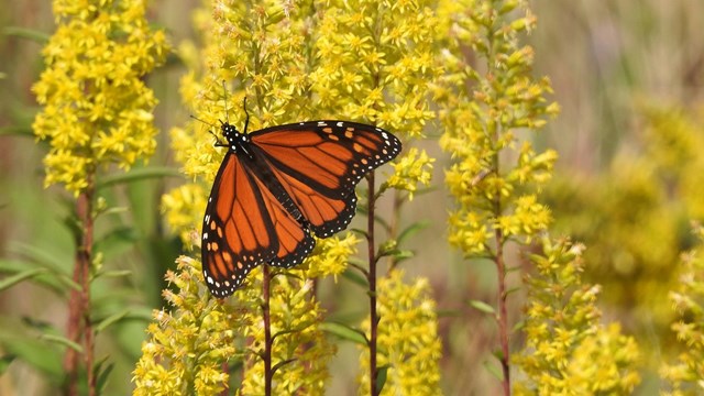 An orange and black butterfly lies perched on narrow, yellow flowers.