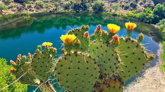 A sunny picture of the Montezuma Well