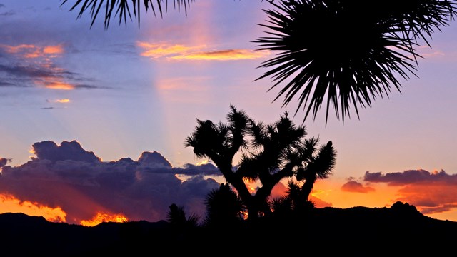 A joshua tree outlined in front of a setting sun