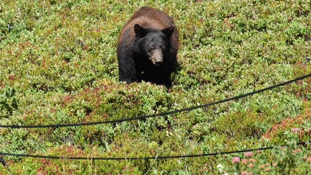 A bear grazes in a meadow near ropes that mark off the edge of a trail. 