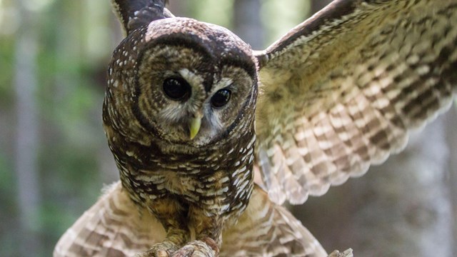An owl with wings spread clutches a mouse in its talons.