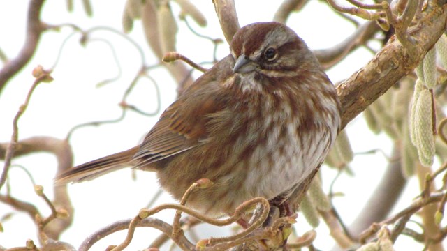 A brown and white speckled bird perching on a branch. 