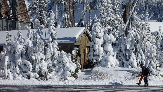 Skiiers walk past historic buildings by the snowy parking lot in Paradise. 