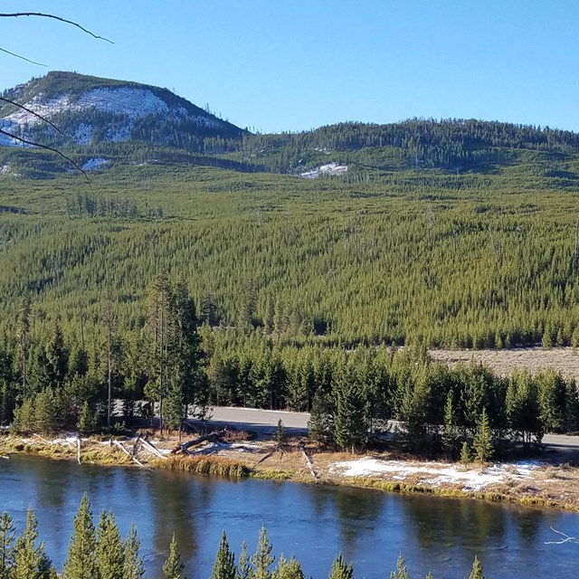 View across river of expanse of lodgepole pine forest.