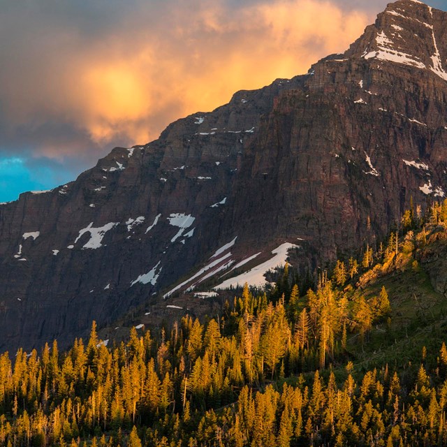 Sunlit conifer forest below large rugged peak