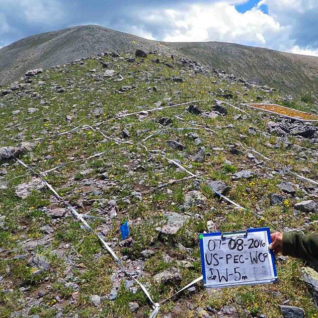 An alpine meadow research plot.