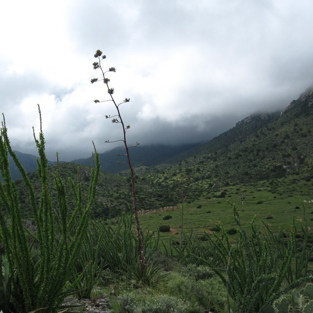 Tall and stringy desert plants (ocotillo and yucca), with cloud covered mountains in background