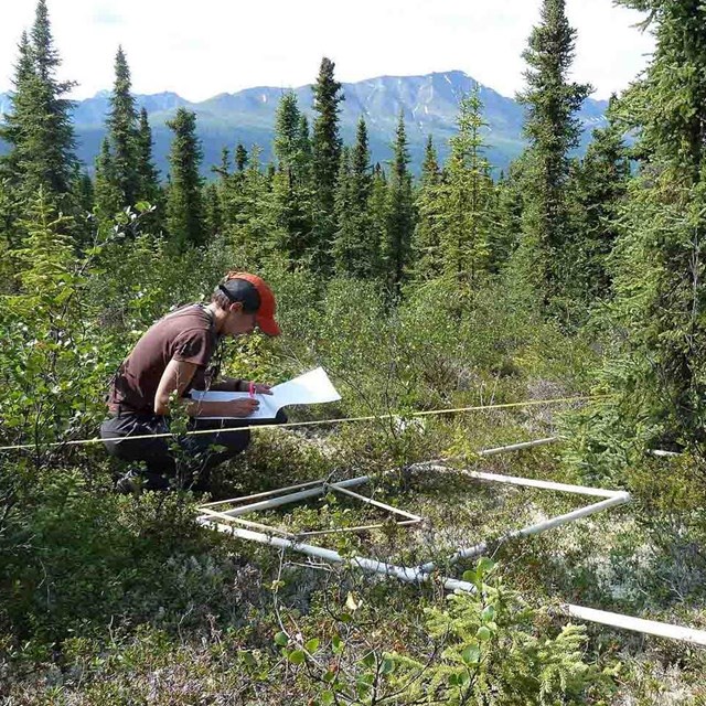 A researcher measures plants in a plot.