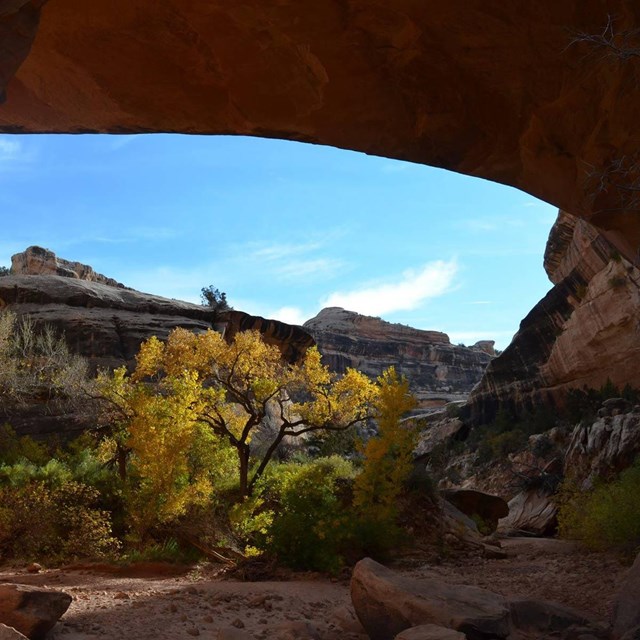 trees with yellow and orange leaves under Kachina Natual Bridge