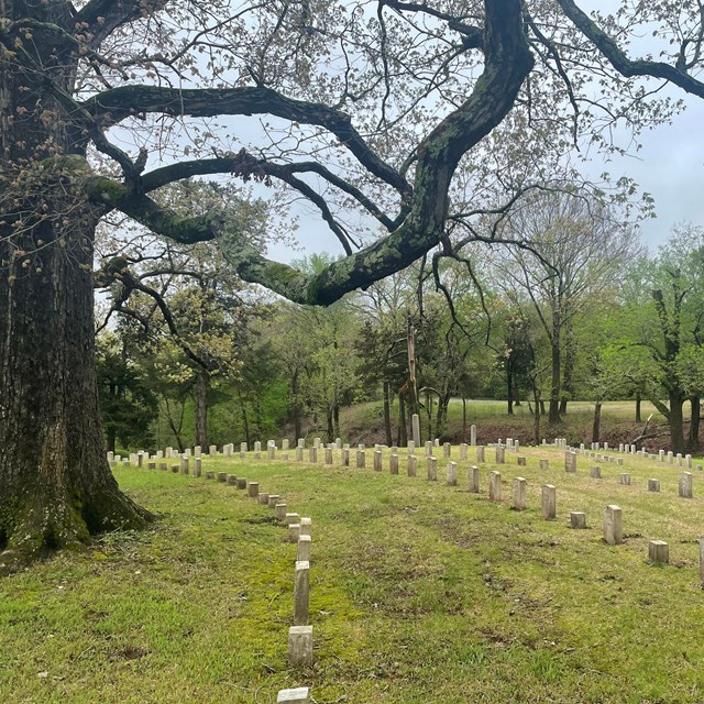 Rows of low marble headstones curve gently around the base of a tree, with wide trunk and long limbs