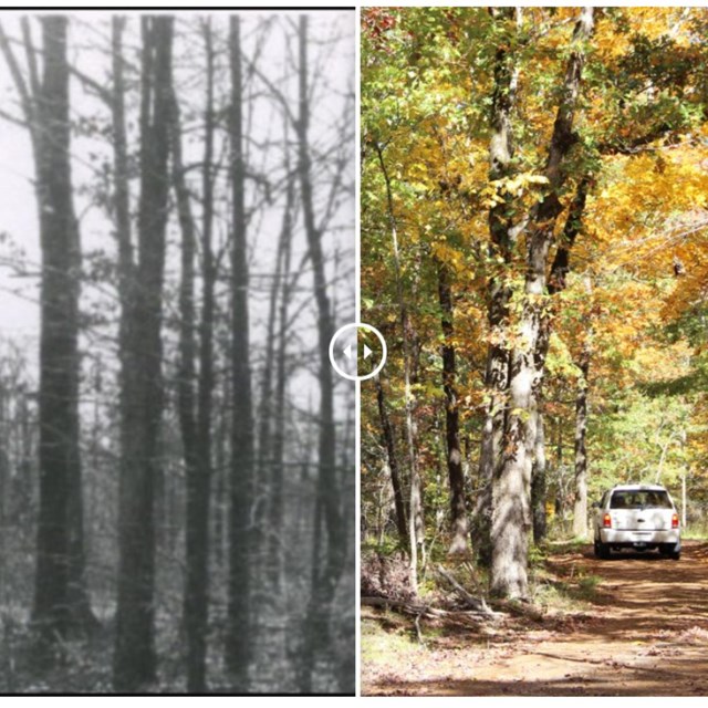 An image half with black and white photo of trees and the other with color photo of trees.