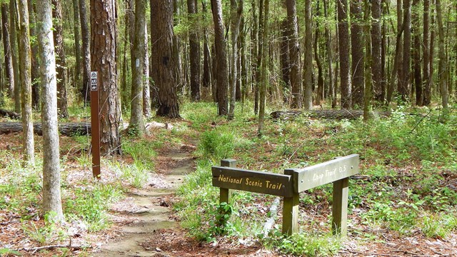 Trail intersection. Brown painted sign points to two different trails. Tall pine trees border trail