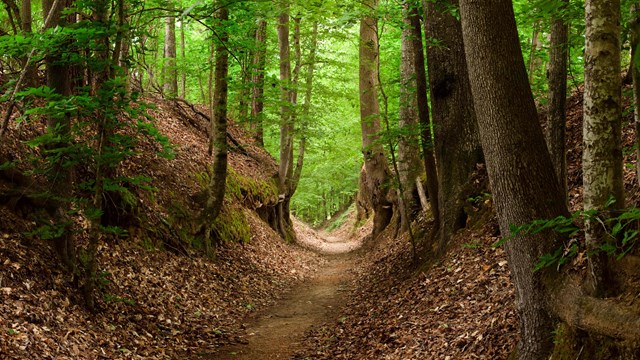 a section of the Old Natchez Trace known as sunken trail due to the erosion along the path.