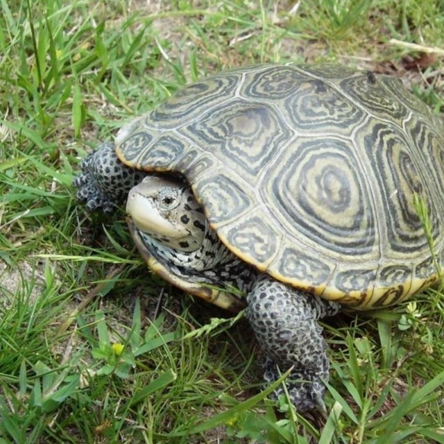 Screenshot of herpetofauna inventory report cover page