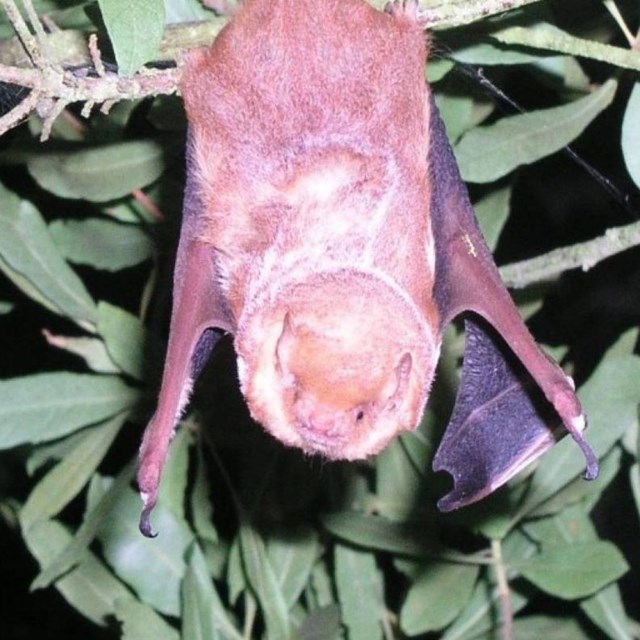 Screenshot of mammal inventory report cover page