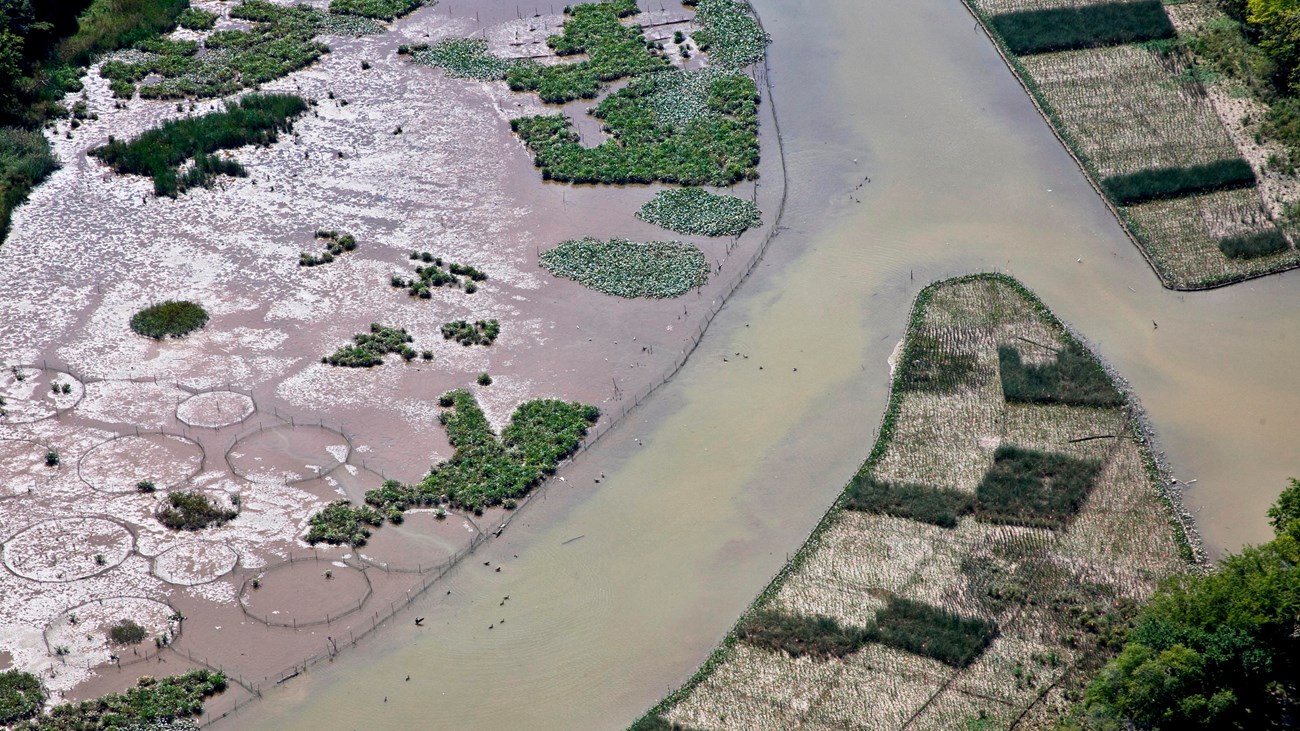 Restoration project of marsh vegetation in the Anacostia River.
