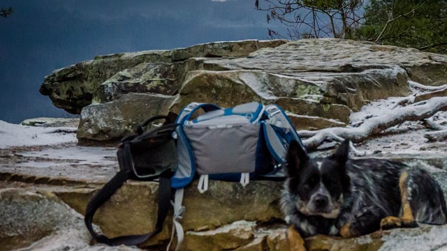 dog at overlook