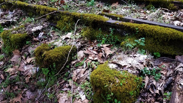 moss covered railroad tracks