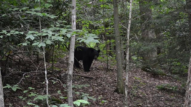 black bear in forest