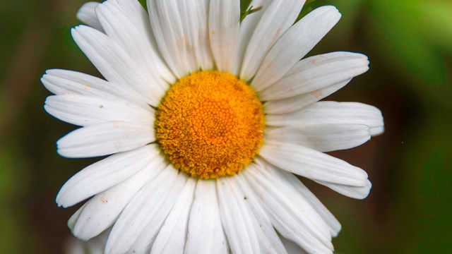 white flower