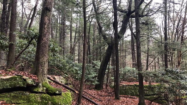 large trees in a forest