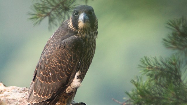 peregrine falcon