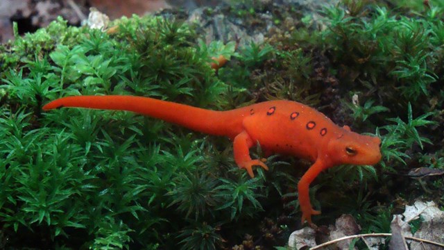 salamander