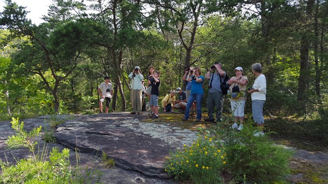 hikers on rocky area with pine trees