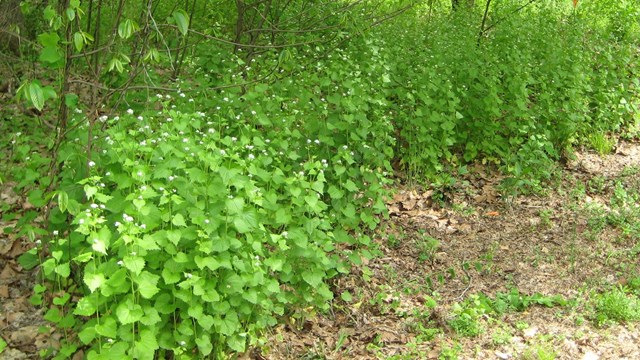 invasive garlic mustard plants