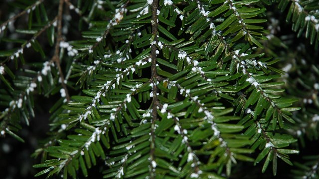 closeup of hemlock needles with white infestations