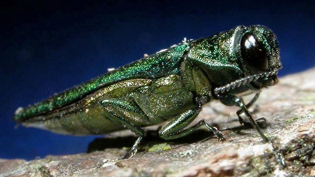 closeup of green insect