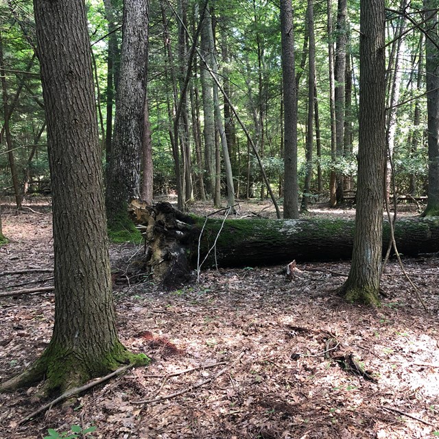 A fallen moss covered tree in a forest littered with dead leaves and branches on the forest floor