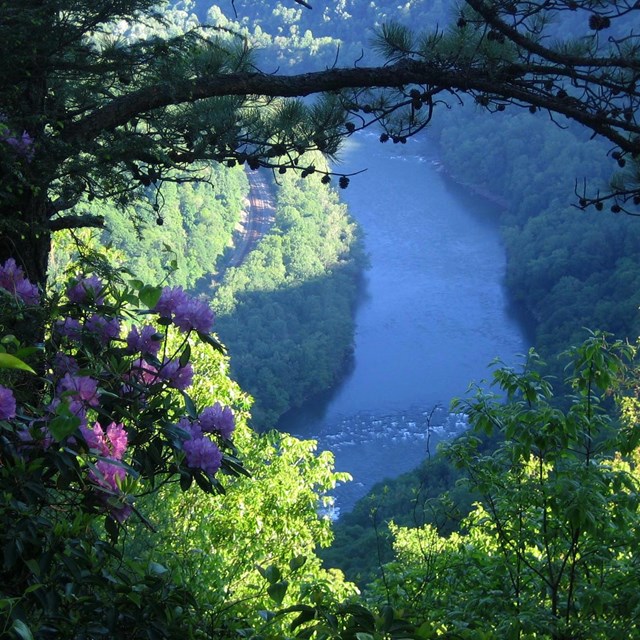 river and gorge with blooming rhododendrons