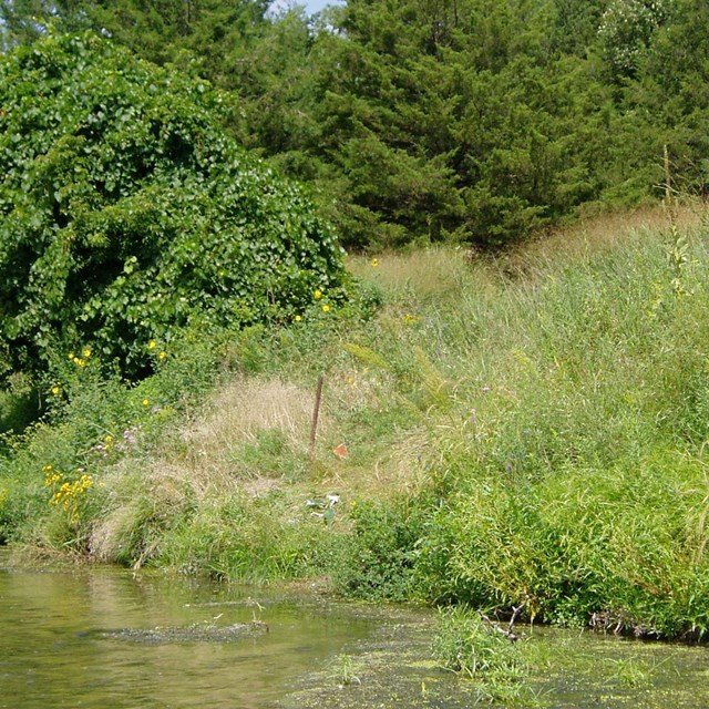 A tall grass riverside on a sunny day