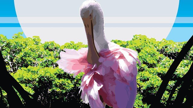Artwork of pink spoonbill bird in magrove swamp