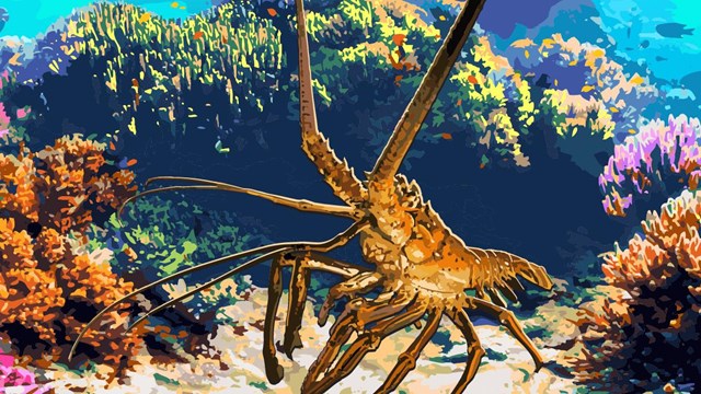 Artwork of lobster in coral reef