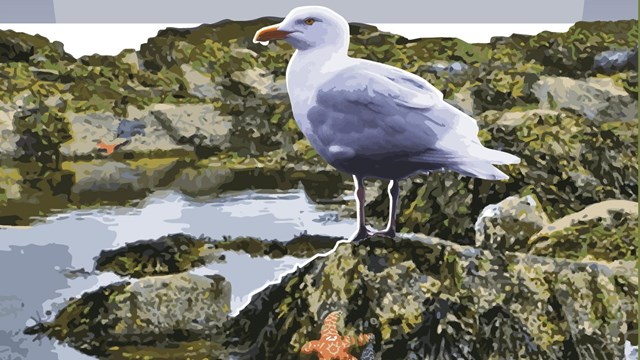Artwork of gull in tidal pool with sea stars
