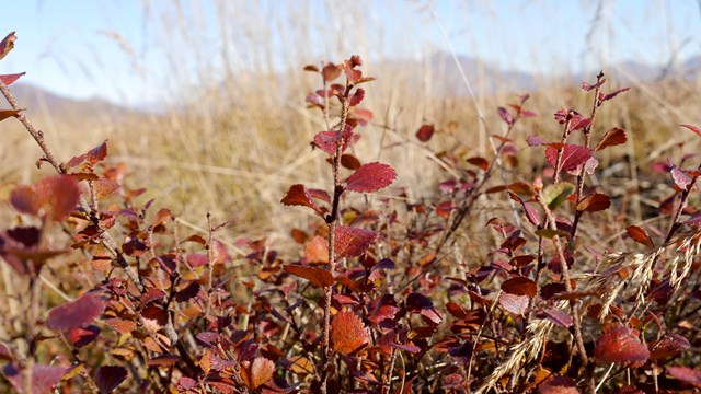 Foliage within Noatak National Preserve