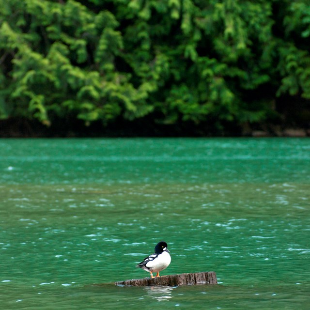 A lake with a bird resting on a rock. 