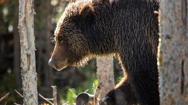 Grizzly bear walking through a forest. Photo by NPS/Neal Herbert.