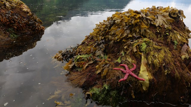 Alaska intertidal zone