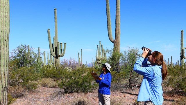 Two birders gaze towards the top of a saguaro. More saguaros grow in the background.